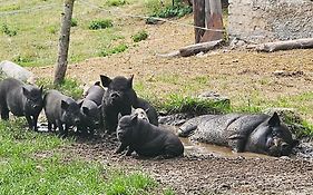 Agroturystyka Stara Huta